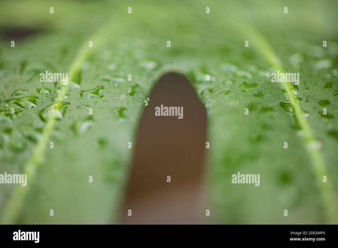 Water drops on leaf of Monstera deliciosa, Swiss cheese plant Stock