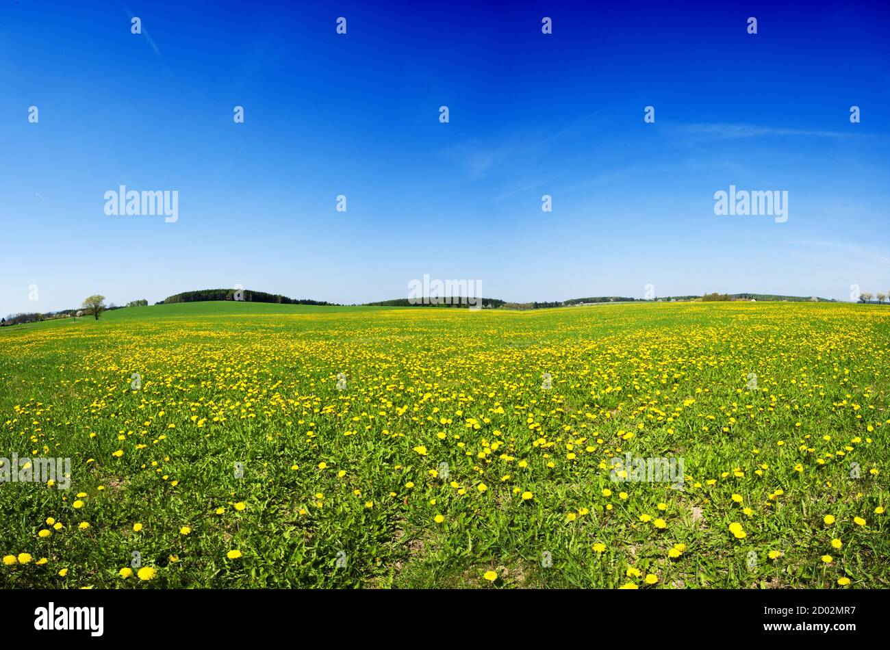 Beautiful spring panoramatic shot with a dandelion meadow Stock Photo ...