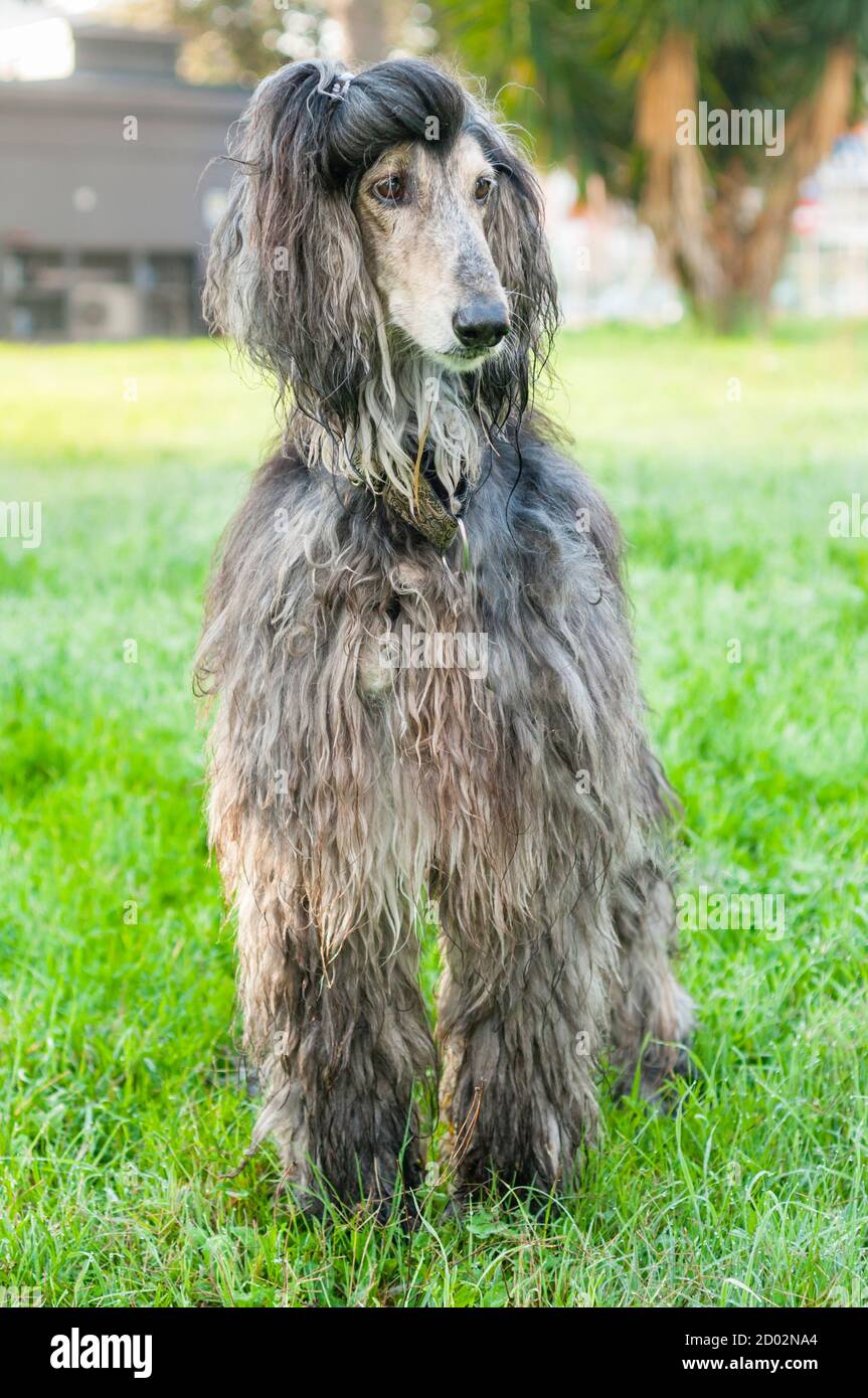 Afghan Hound, dog distinguished by its thick, fine, silky coat Stock Photo