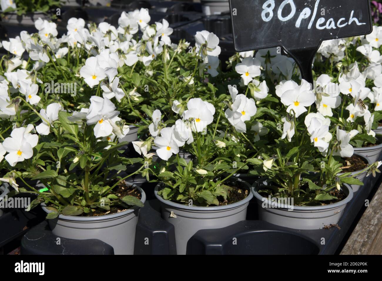Flowers, White Violas (Violaceae) in pots for sale at garden centre 80p
