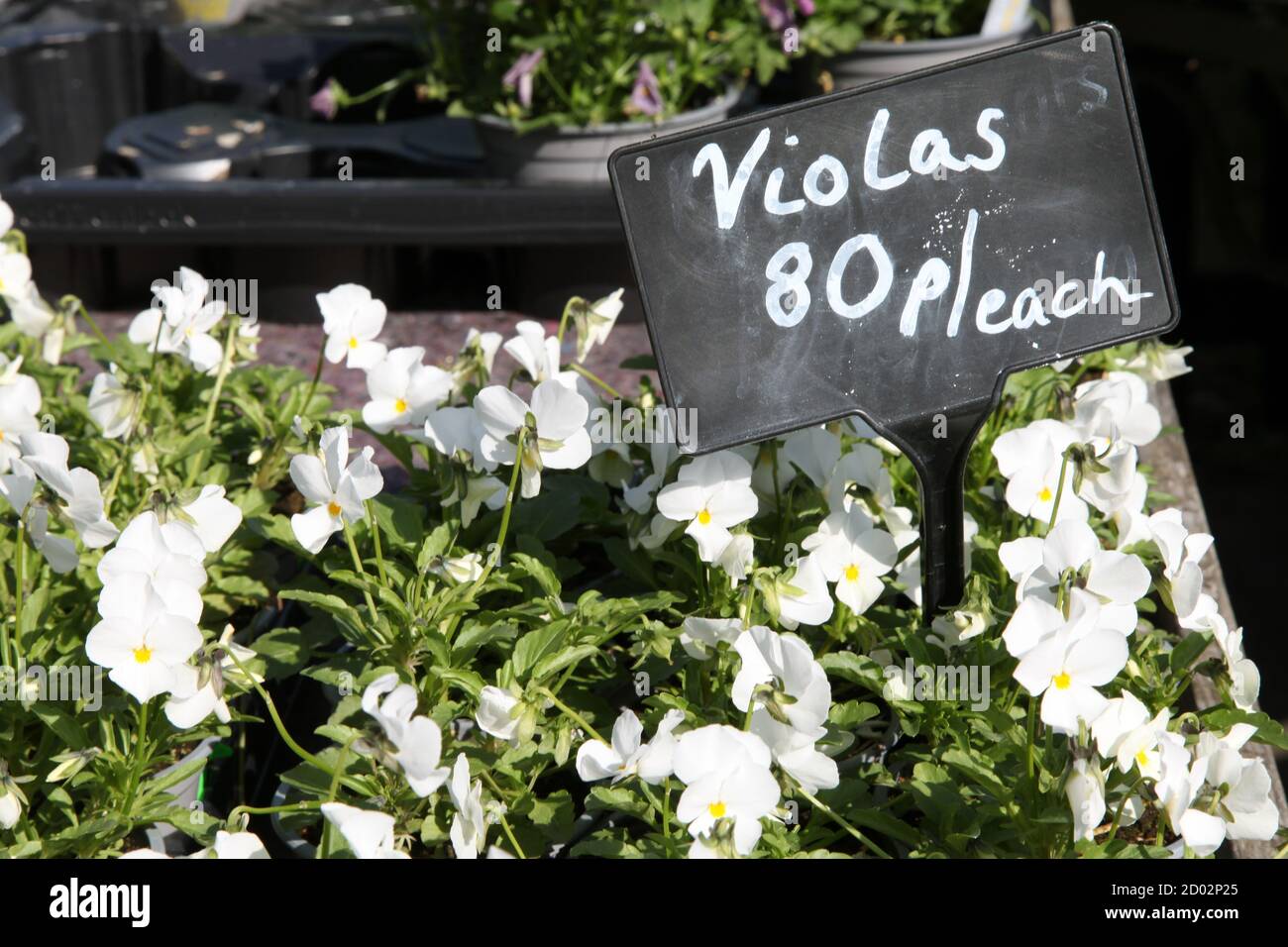 Flowers, White Violas (Violaceae) in pots for sale at garden centre 80p