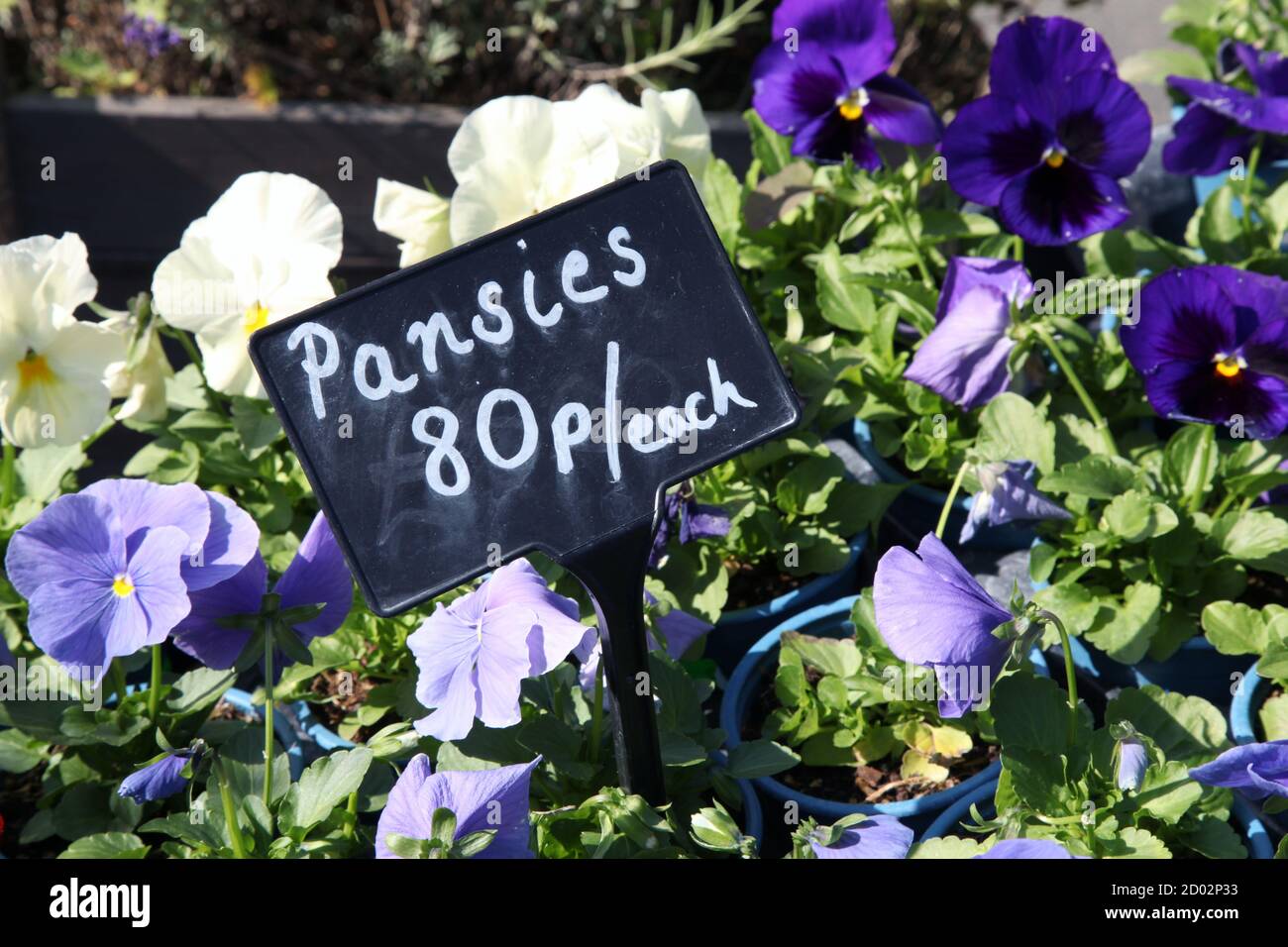 Flowers, Blue Pansies (Viola tricolor var. hortensis) in pots for sale at garden centre 80p each