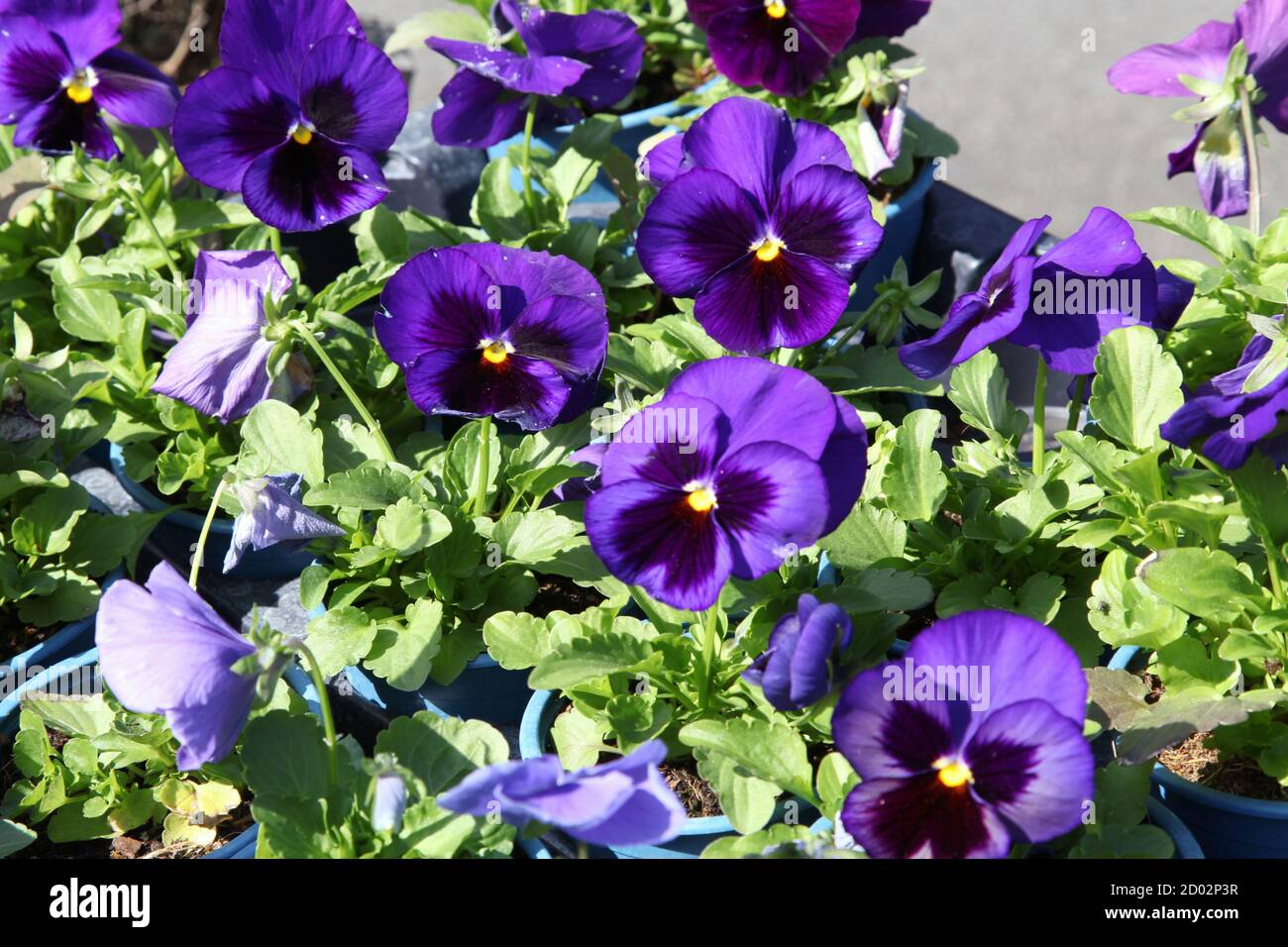 Flowers, Blue Pansies (Viola tricolor var. hortensis) in pots for sale at garden centre 80p each