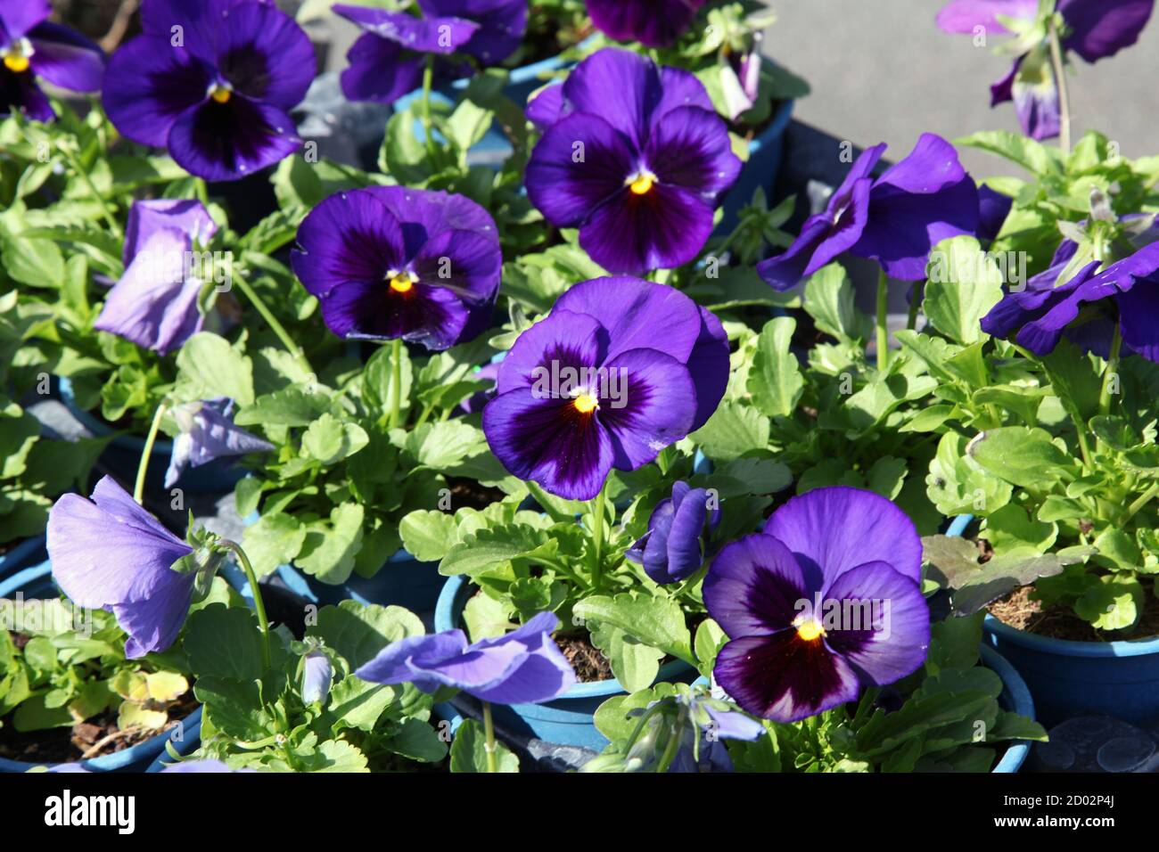 Flowers, Blue Pansies (Viola tricolor var. hortensis) in pots for sale