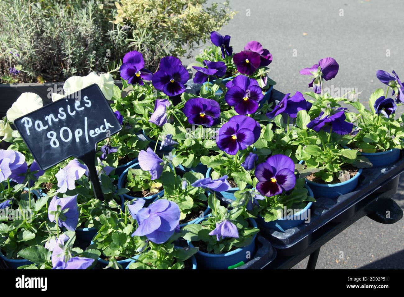 Blue pansie hires stock photography and images Alamy