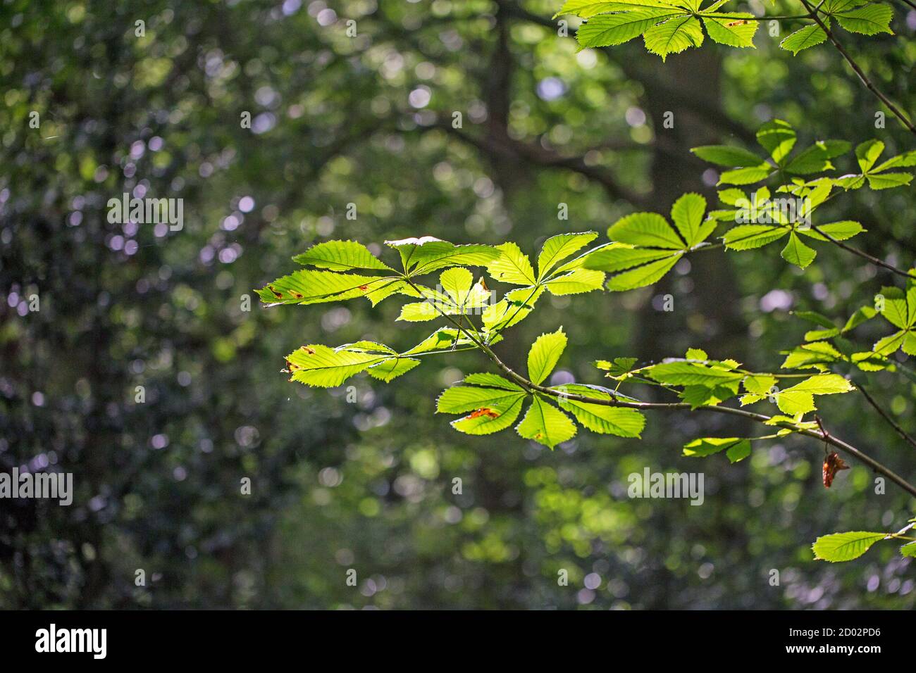 Chestnut leaves sun backlit hi-res stock photography and images - Alamy