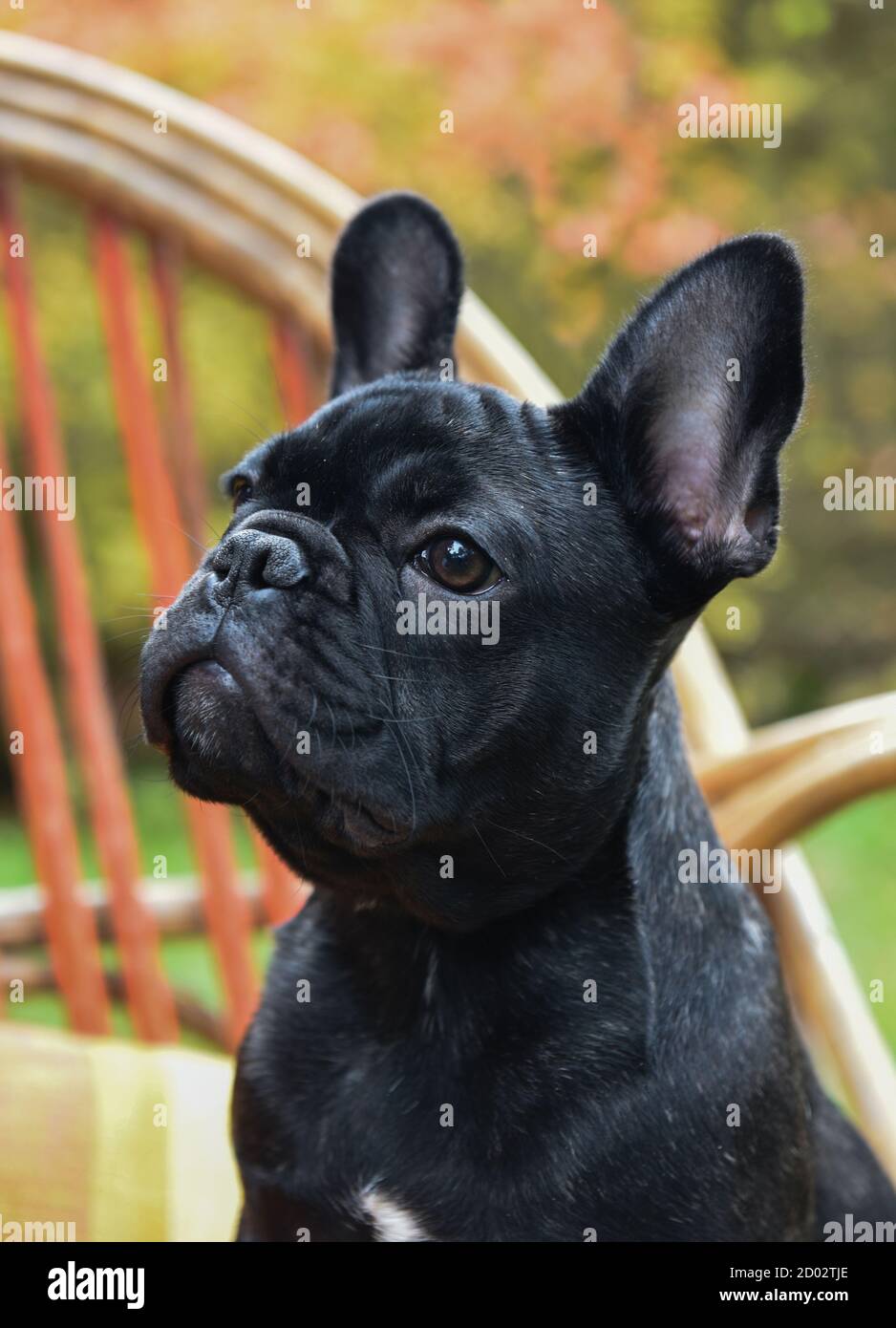 Funny black French bulldog puppy close up Stock Photo - Alamy