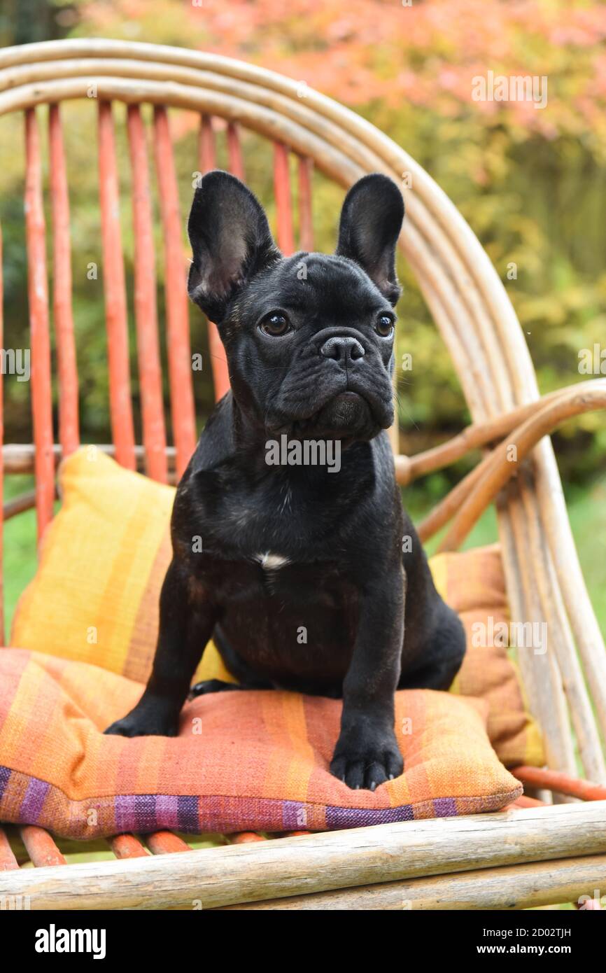 Funny black French bulldog puppy close up Stock Photo - Alamy