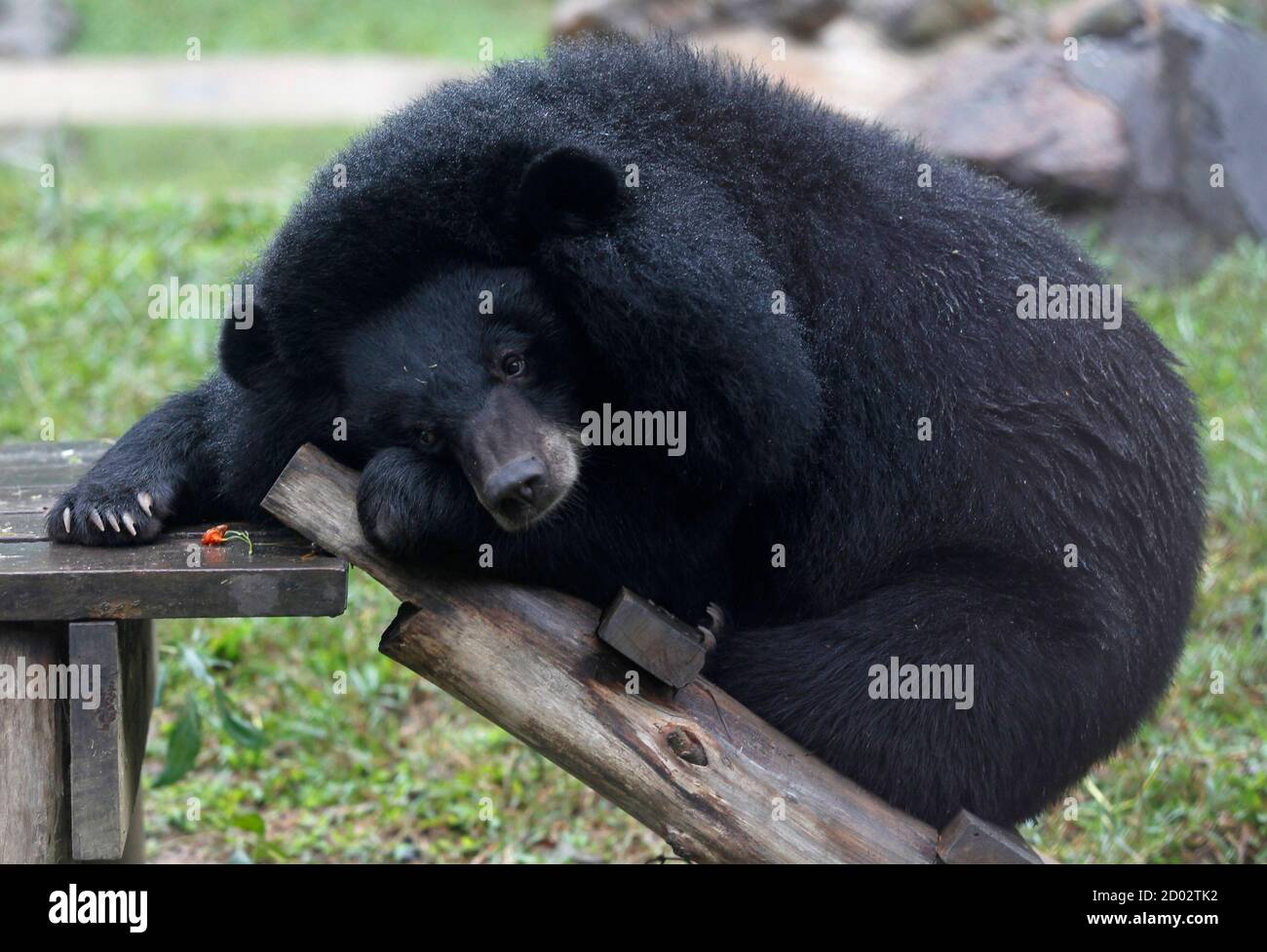 Jill robinson bear High Resolution Stock Photography and Images - Alamy
