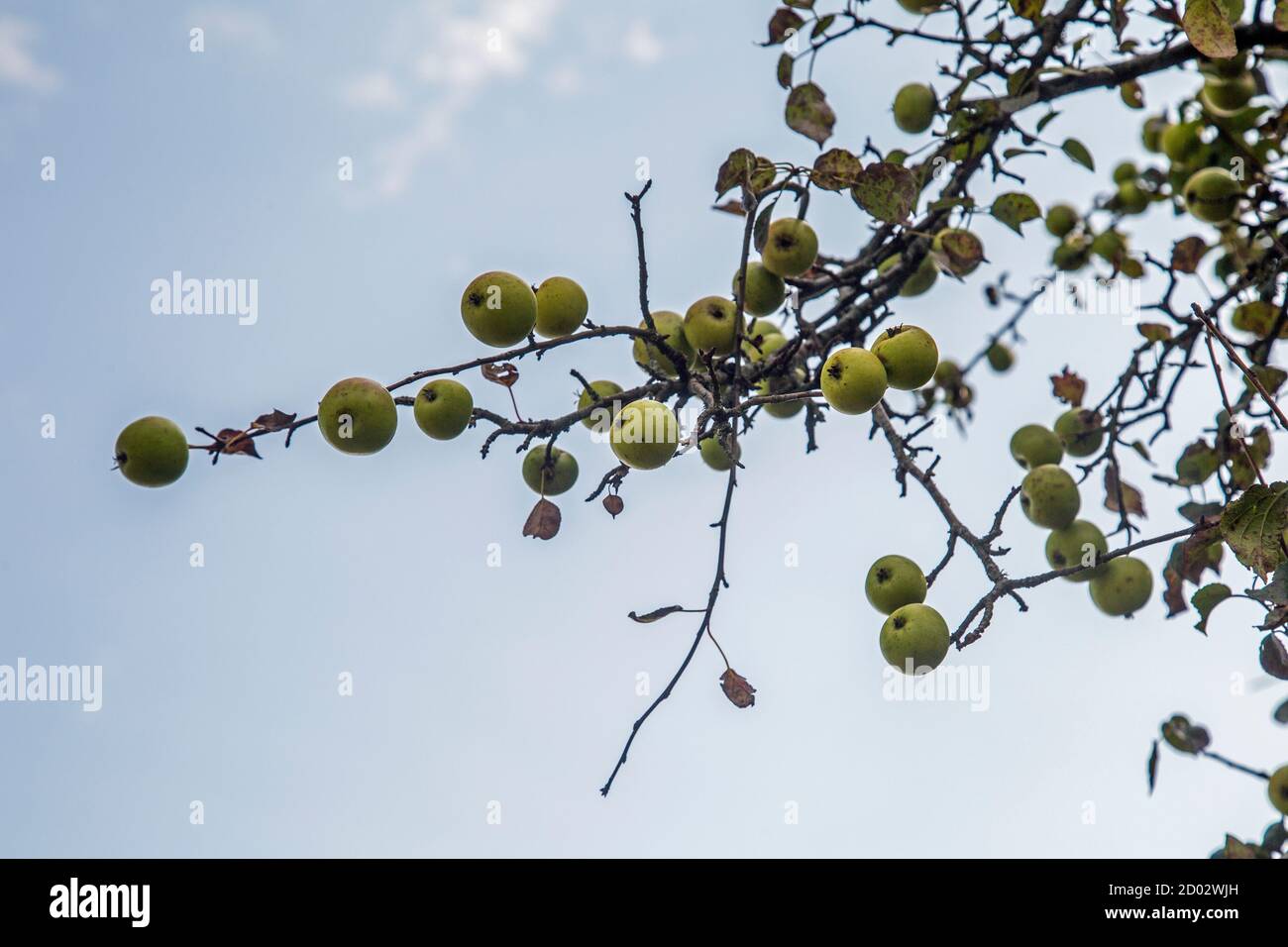 Crab apples growing wild on a tree Stock Photo