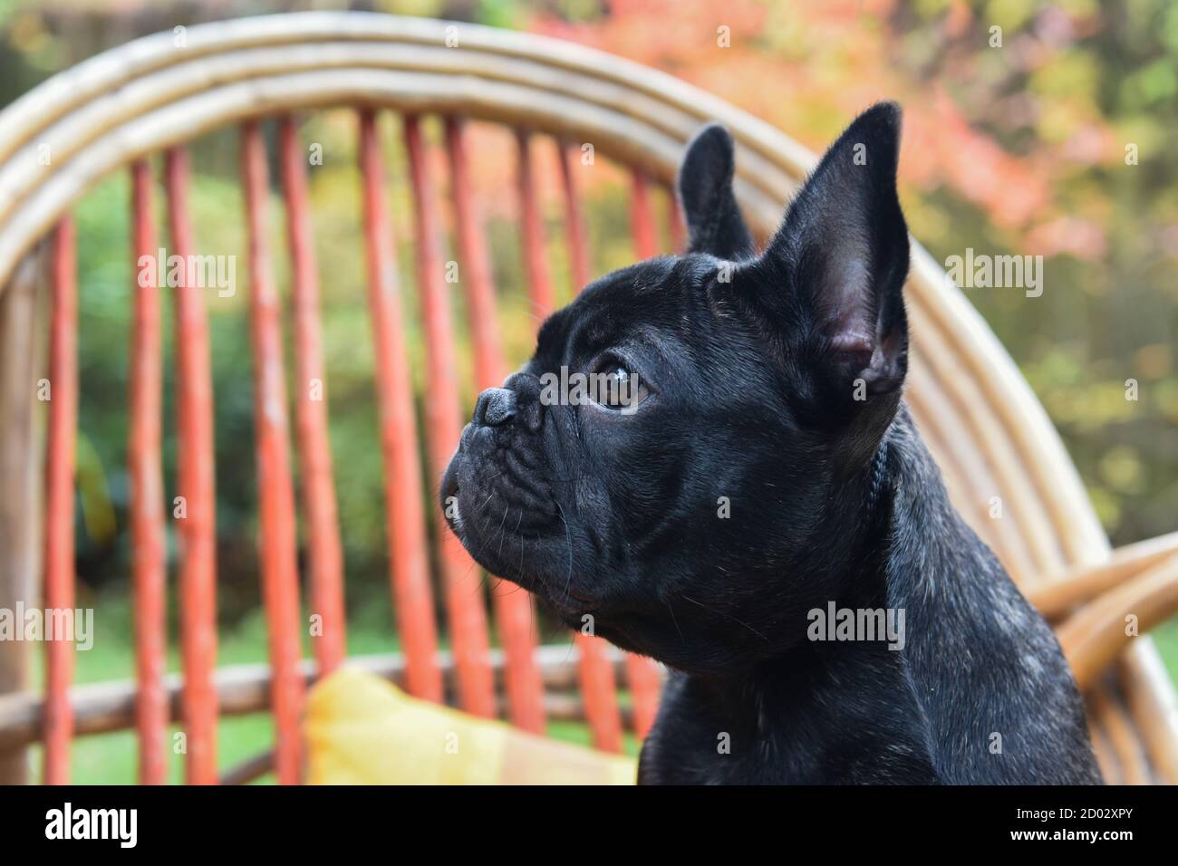 Funny black French bulldog puppy close up Stock Photo - Alamy