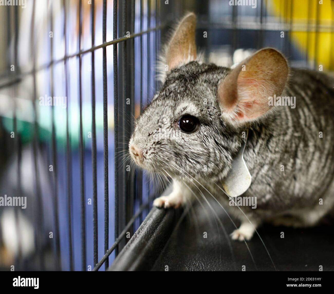 Chinchilla farm hi-res stock photography and images - Alamy