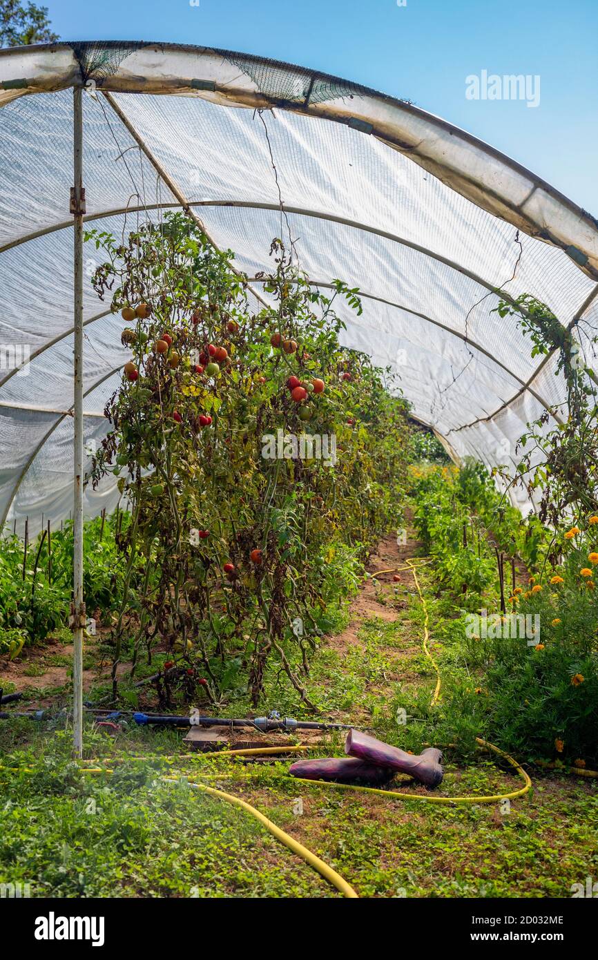 Growing tomatoes inside homemade greenhouse in the backyard Stock Photo Alamy