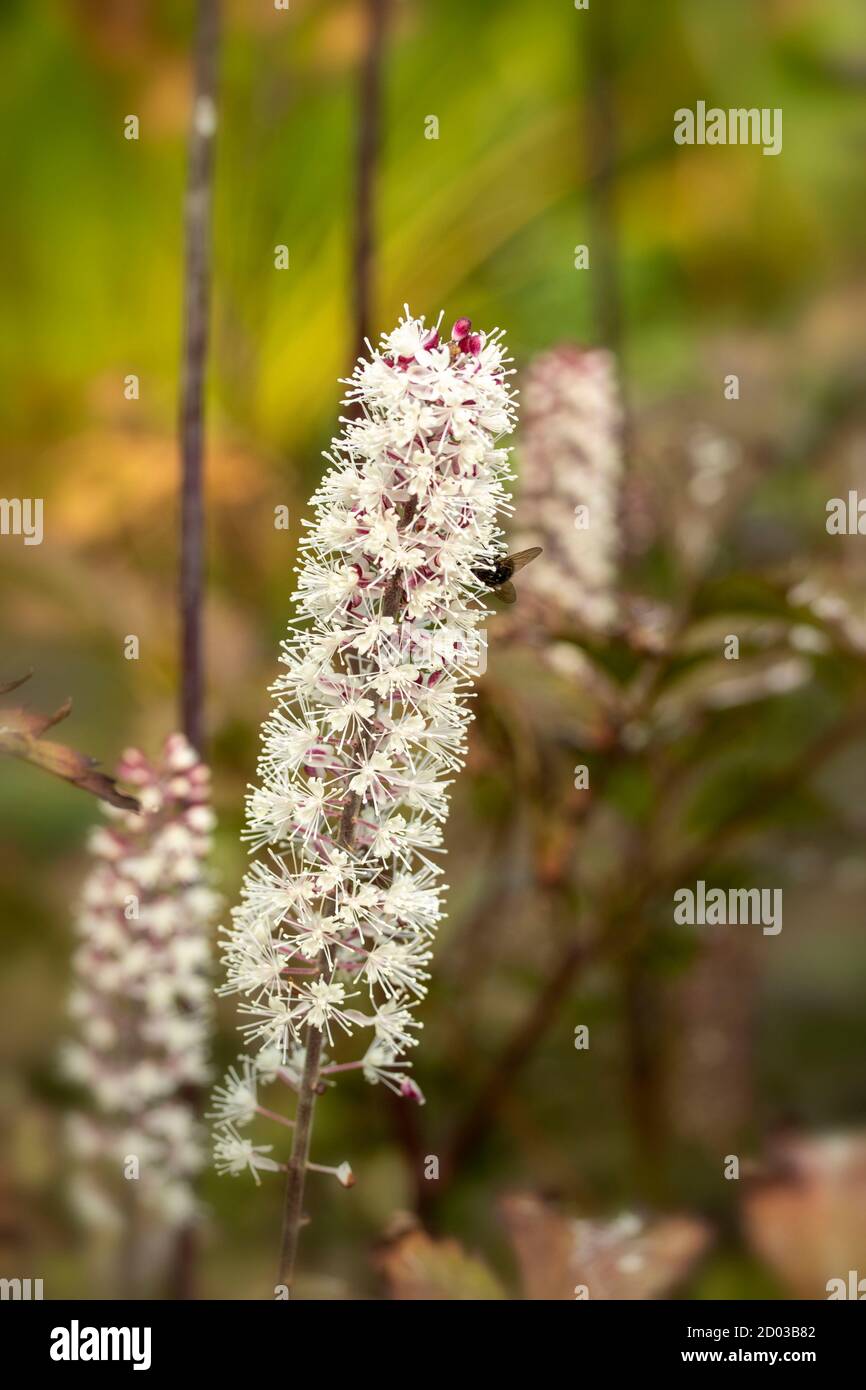 Actaea Simplex – Atropurpurea group garden plant in flower Stock Photo