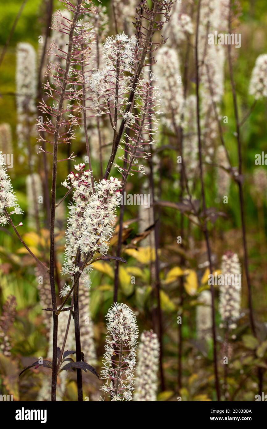 Actaea Simplex – Atropurpurea group garden plant in flower Stock Photo