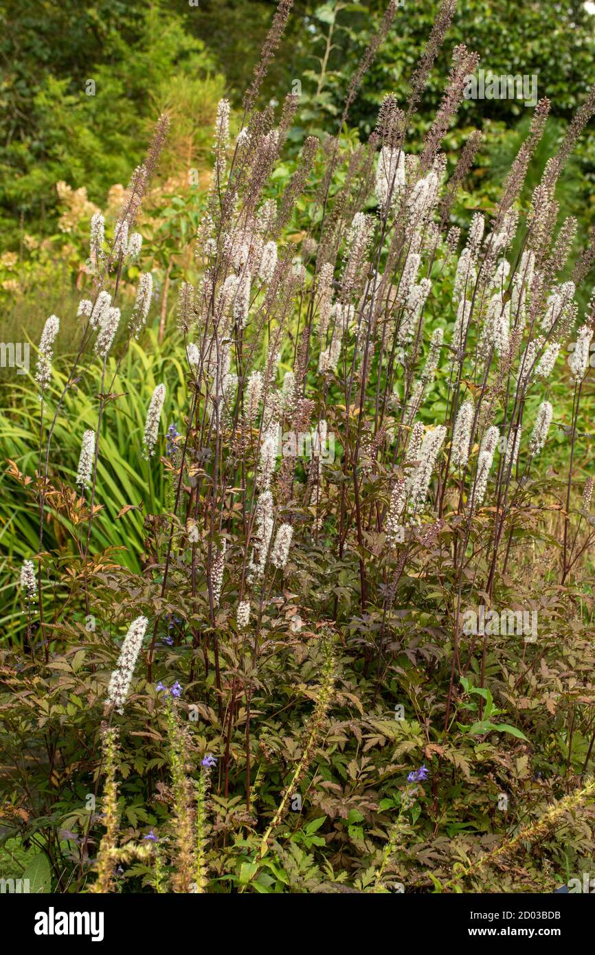 Actaea Simplex – Atropurpurea group garden plant in flower Stock Photo