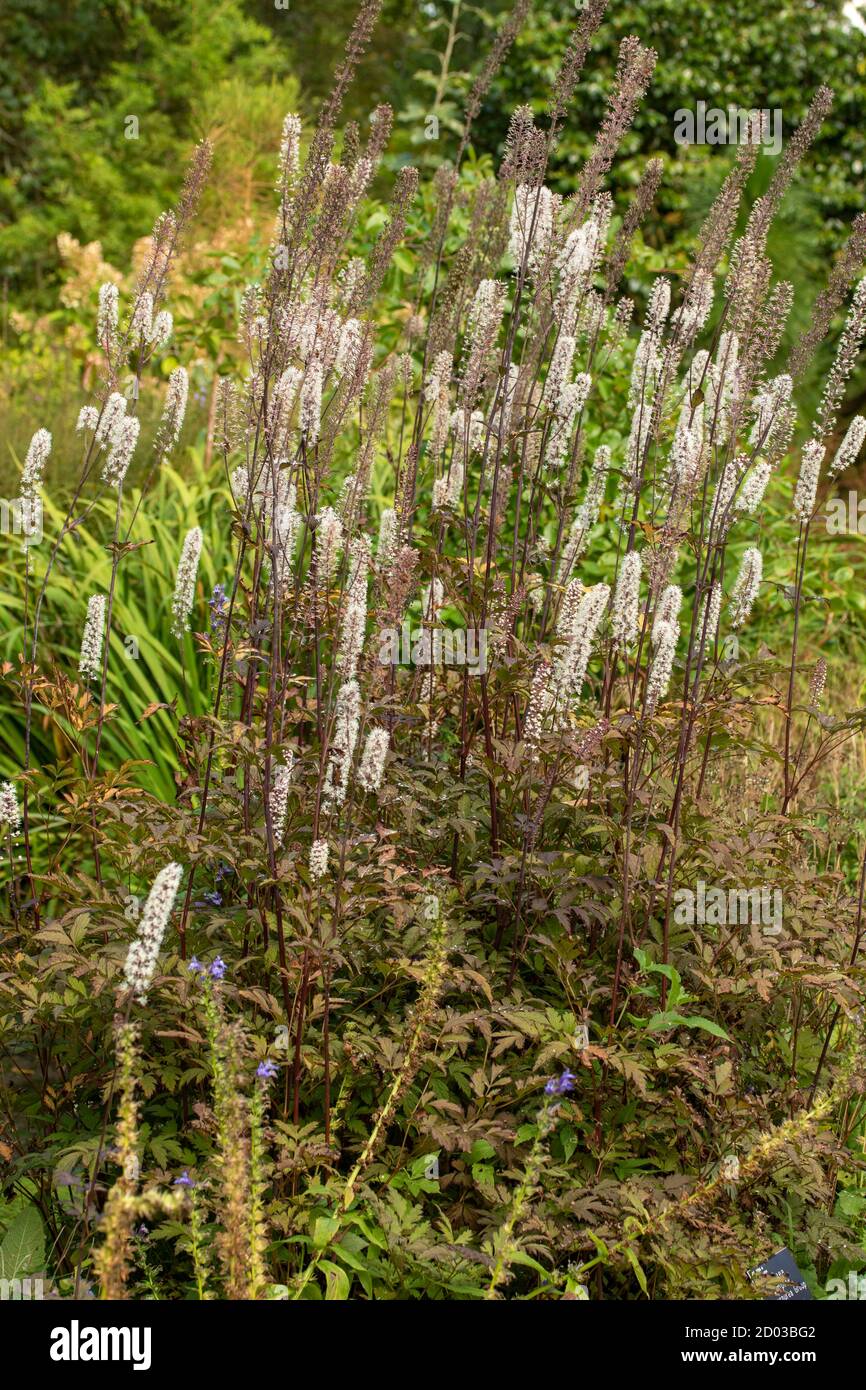 Actaea Simplex – Atropurpurea group flowering in the bright sunshine of a late summer afternoon Stock Photo