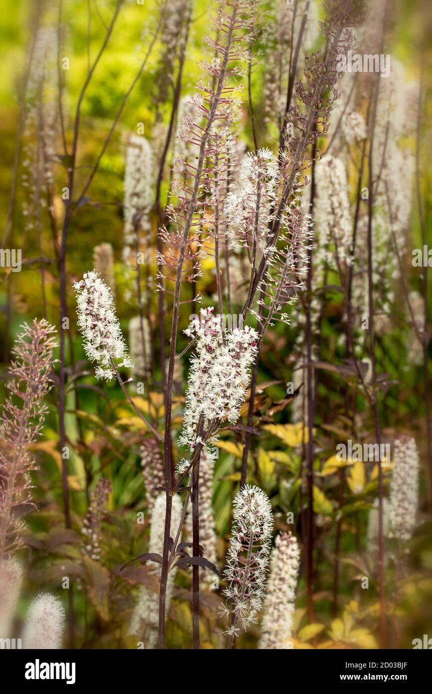 Actaea Simplex – Atropurpurea group flowering in the bright sunshine of a late summer afternoon Stock Photo