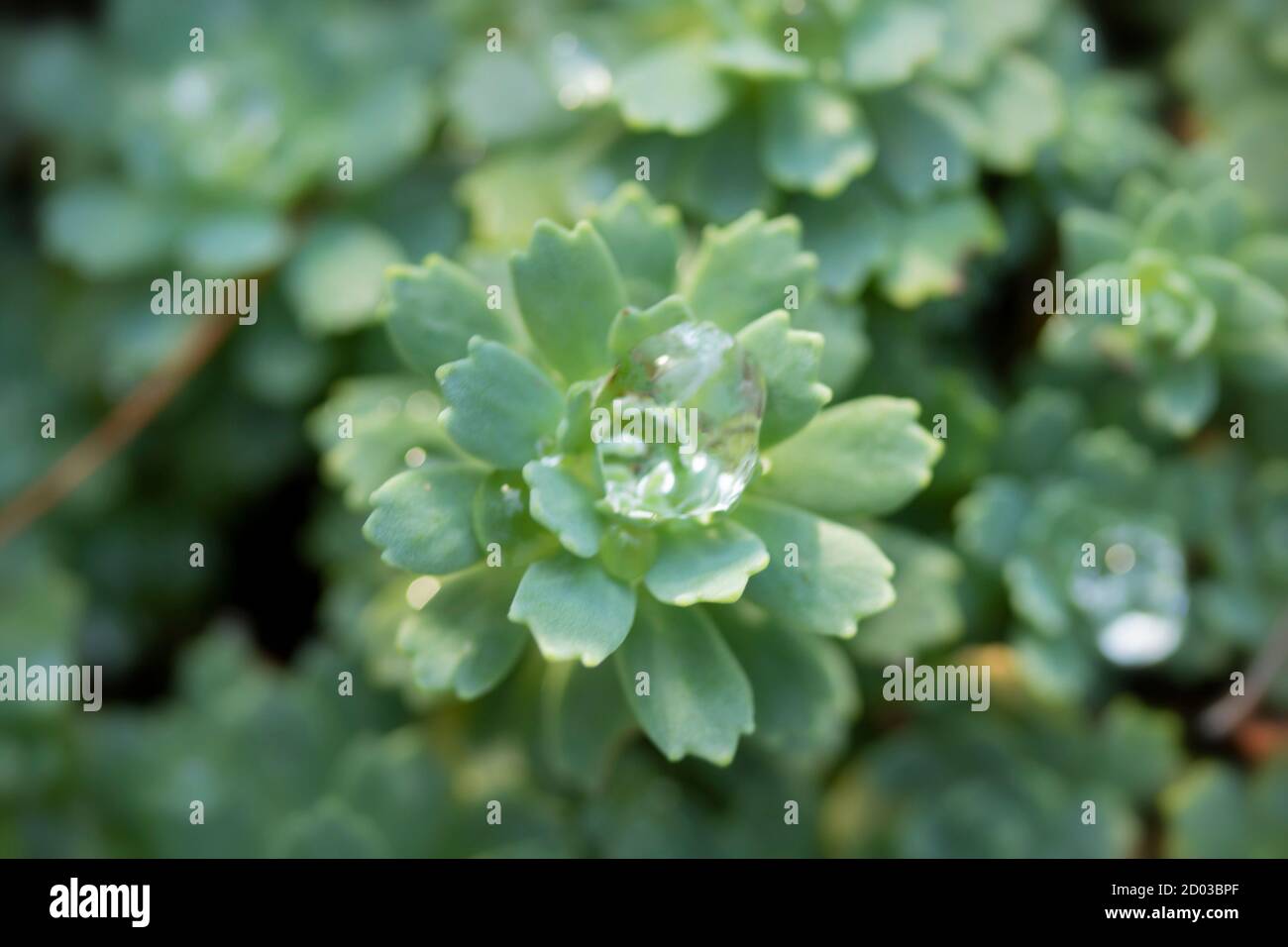 Rhodiola Pachyclados showing patterns and textures in close-up Stock Photo