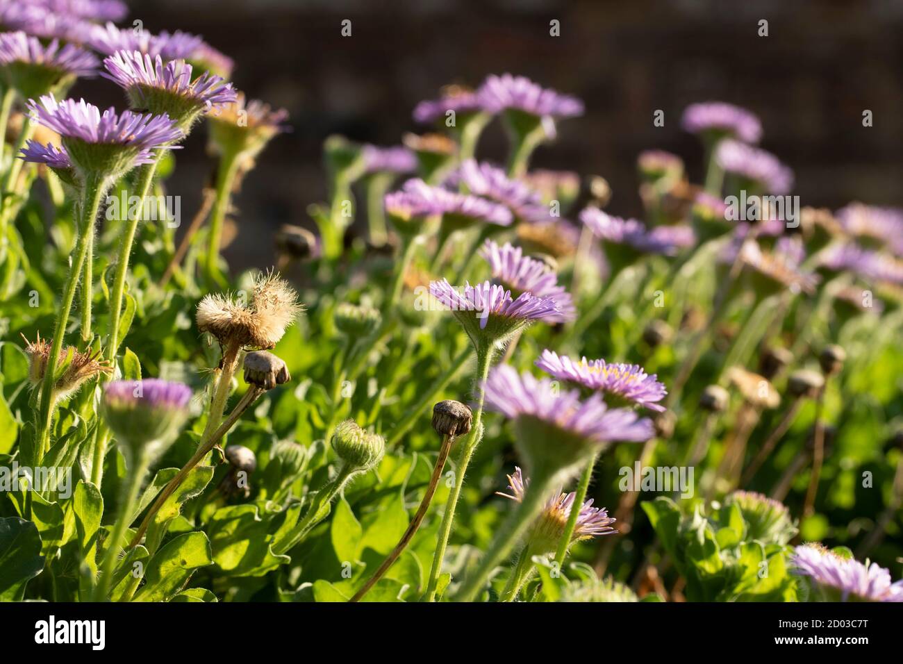 Erigeron glaucus – Roger Raiche, flowering in the bright sunshine of a summer afternoon Stock Photo