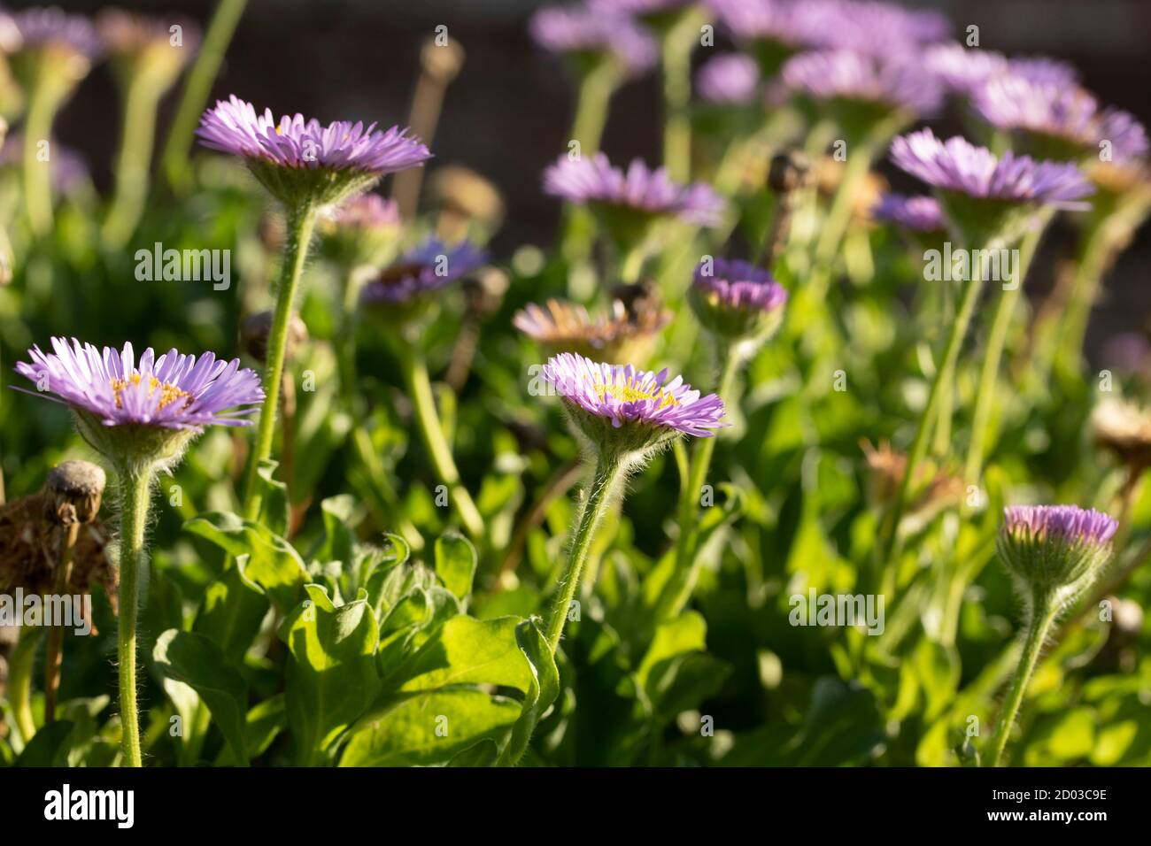 Erigeron glaucus – Roger Raiche, flowering in the bright sunshine of a summer afternoon Stock Photo