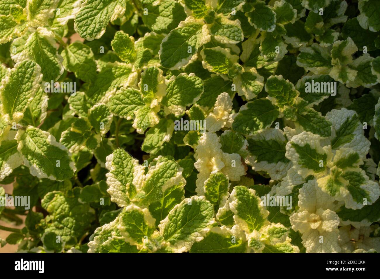 Pineapple Mint (Mentha suaveolens 'Variegata') foliage, herb plant Stock Photo