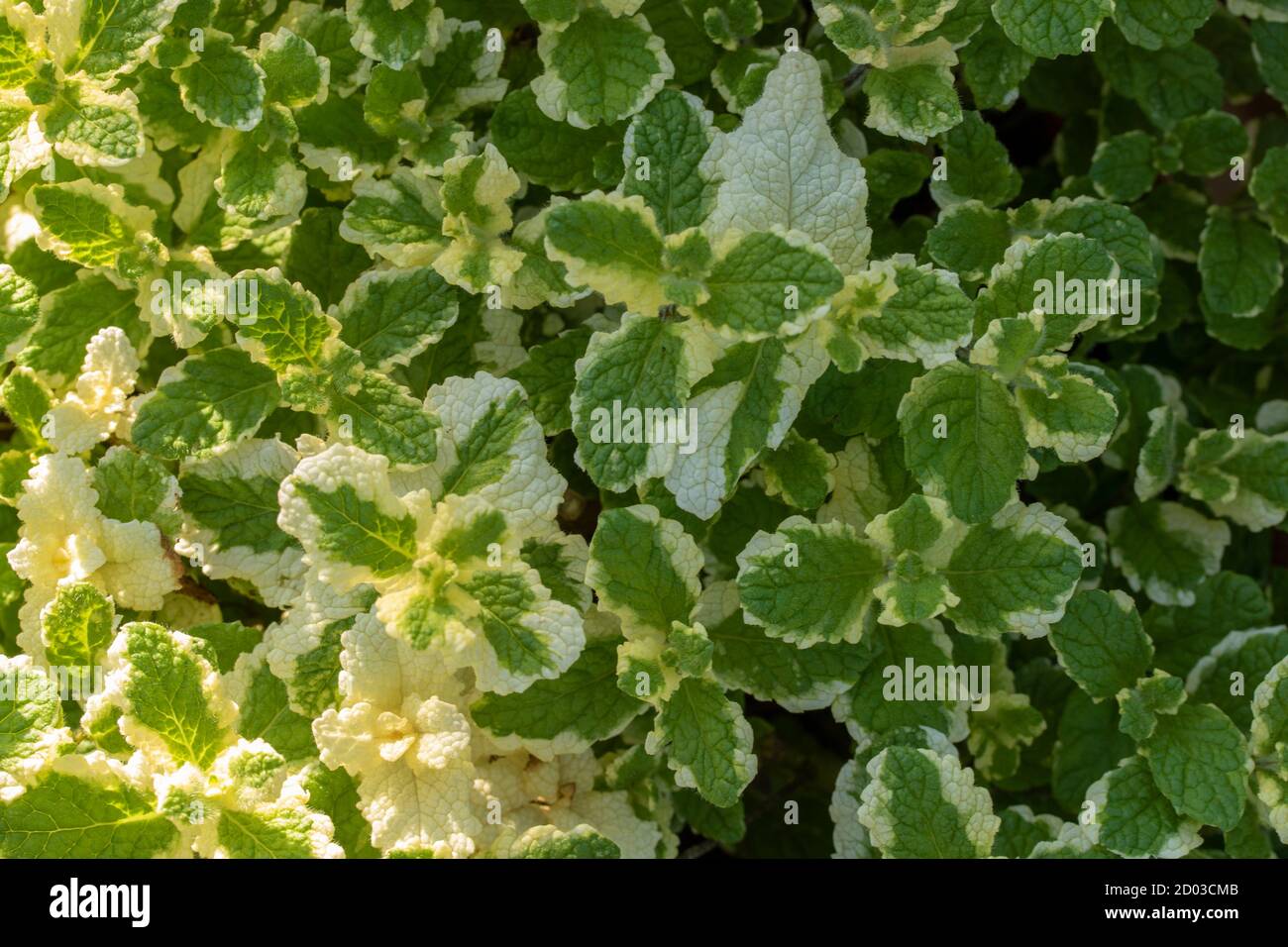 Pineapple Mint (Mentha suaveolens 'Variegata') foliage, herb plant Stock Photo