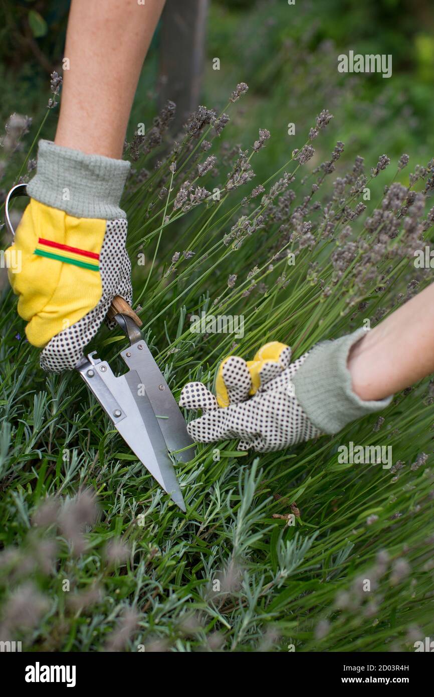 Pruning and shaping a lavender bush in the garden with gloves and pruning shears Stock Photo Alamy