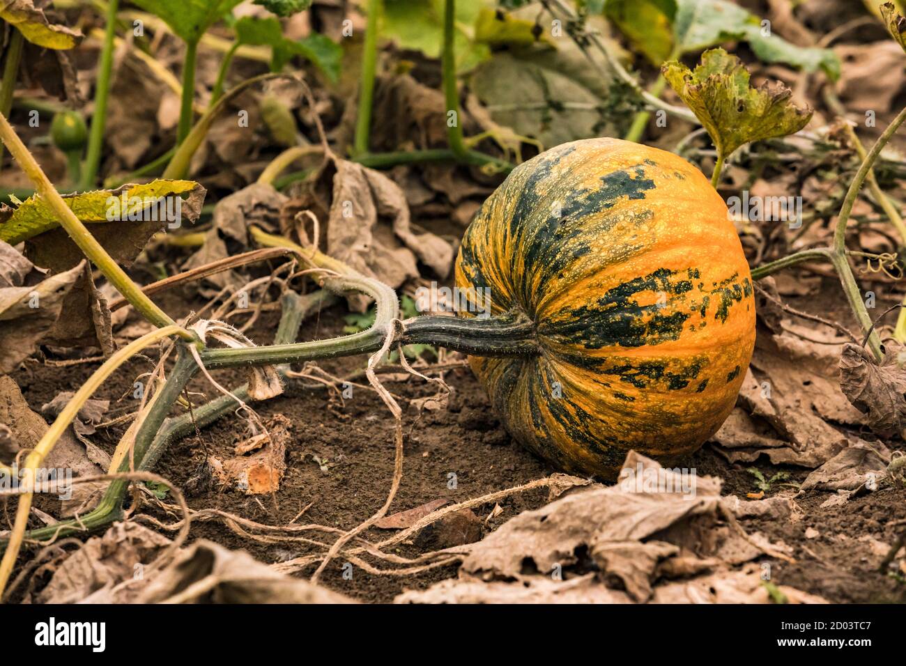 Styrian oil pumpkin in a Bavarian garden in Germany Stock Photo - Alamy