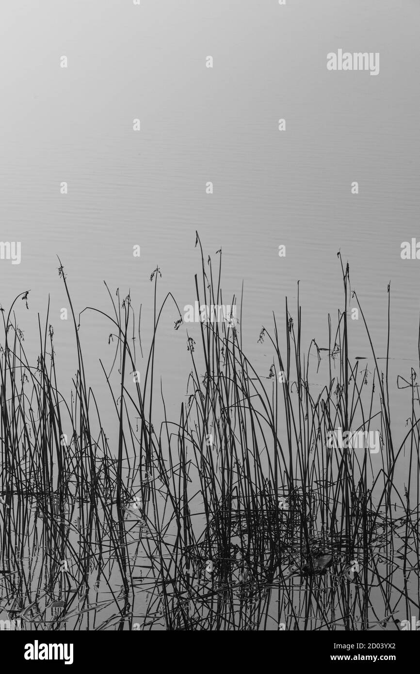 Black and white image  of reeds in a coastal marsh along the Steveston waterfront British Columbia Canada Stock Photo