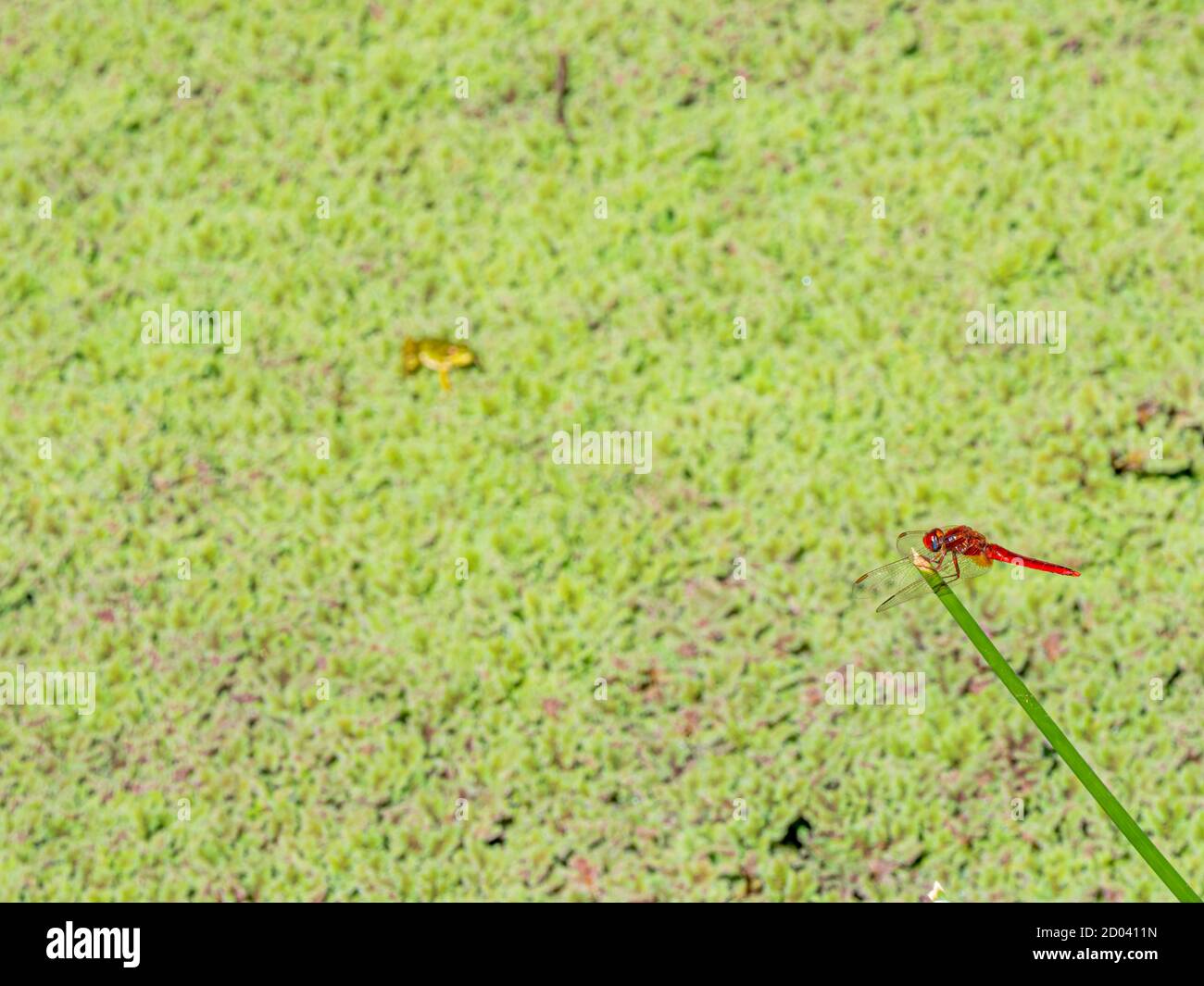 Macro shot of an Odonata on a plant stem Stock Photo - Alamy