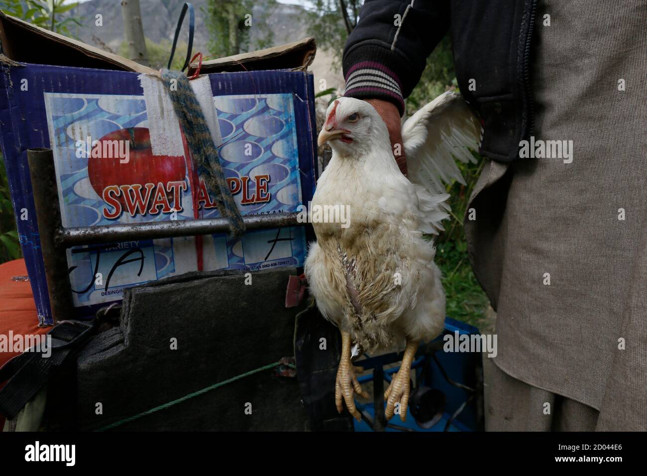 Porter Hassan Gab Khor Holds A Live Chicken Before A K2 Base Camp Trek In The Karakoram Mountain Range In Northern Pakistan August 28 2014 A Local Porter Receives 700 Pakistani Rupee
