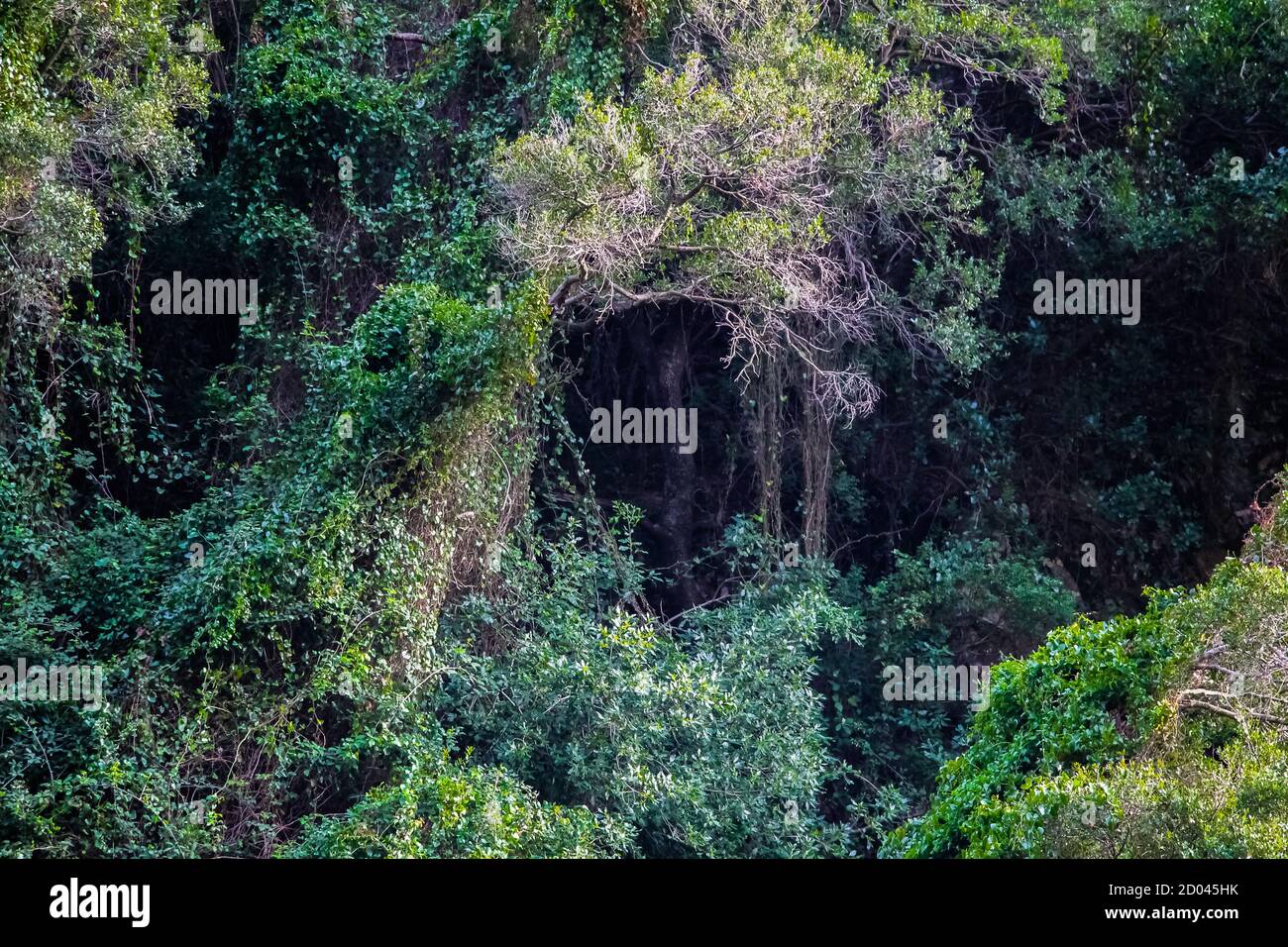 A mysterious branch cave in the middle of nowhere in Morocco Stock Photo