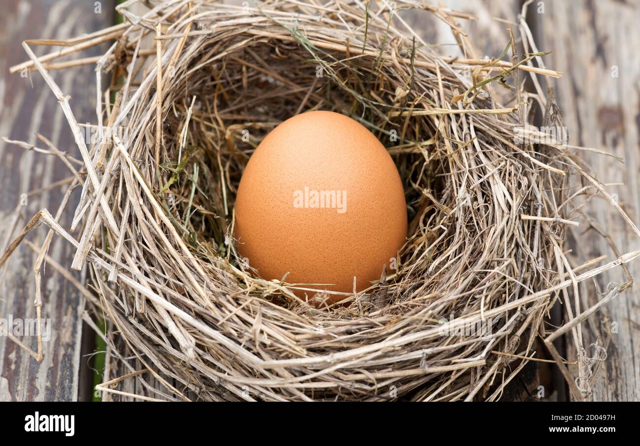 Egg in nest on a wooden table, new life concept Stock Photo - Alamy