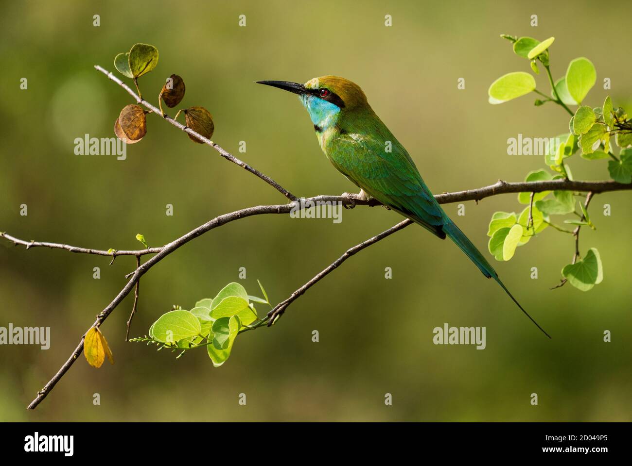 Green bee eater in sri lanka hi-res stock photography and images - Alamy