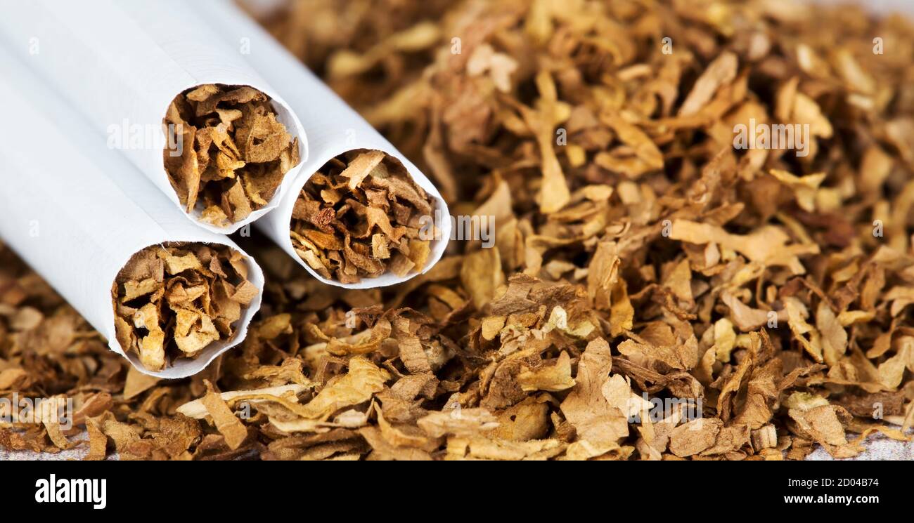 banner tobacco Closeup web banner of rolled cigarettes on tobacco, smoking concept Stock  Photo