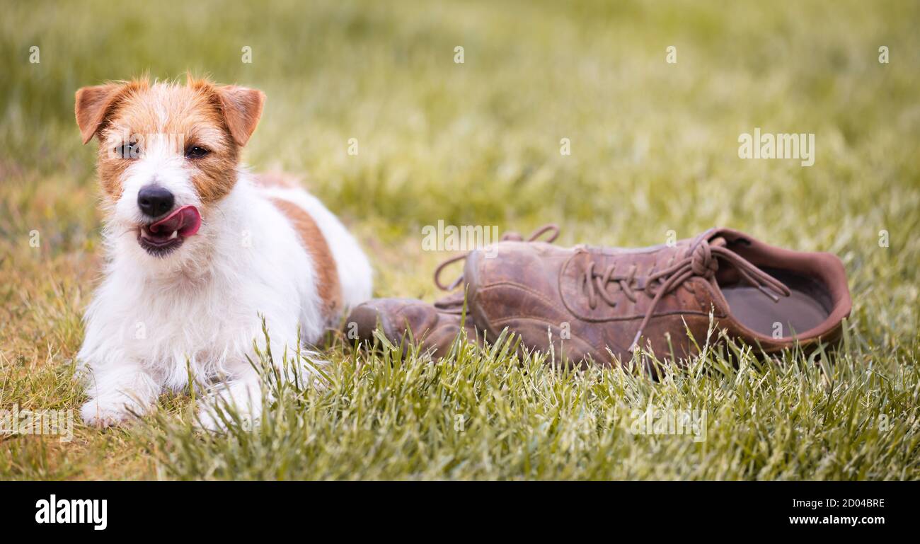 Jack russell terrier shoes top