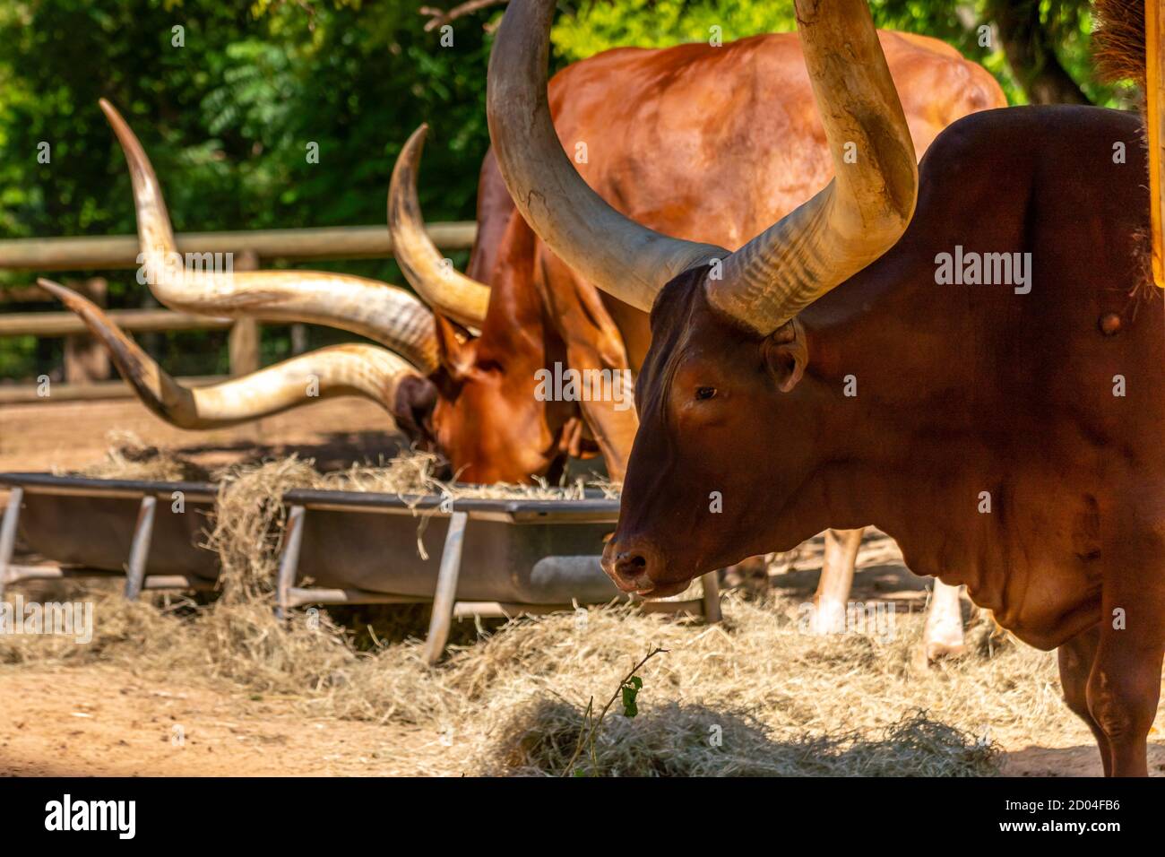 View of Large Long Horn Head with Two Other Animals in the background Stock Photo Alamy