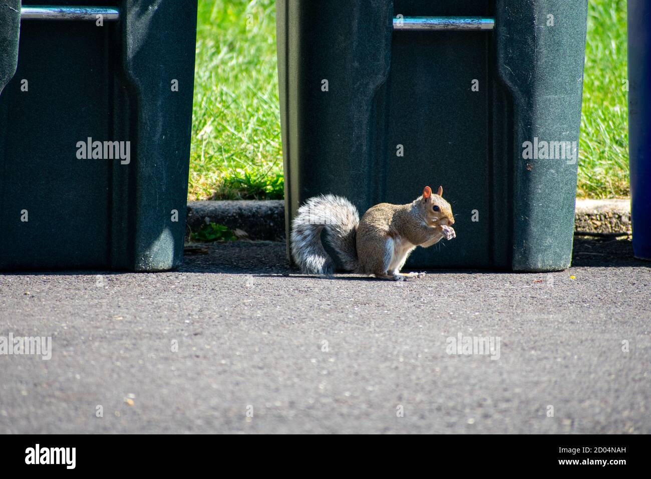 A Squirrel Eating in a Blacktop Driveway In Front of a Trash Can Stock Photo Alamy