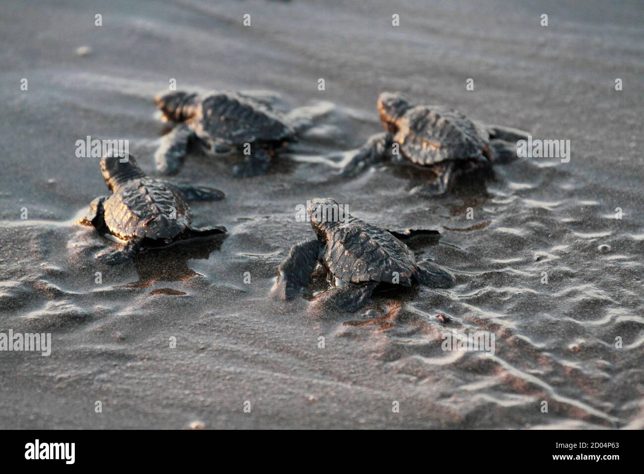 Baby turtles crawl into the sea on Astillero Beach, some 100 km (70 miles)  south of the capital, January 21, 2011. Around 40,000 turtles hatched in  the past five days were freed