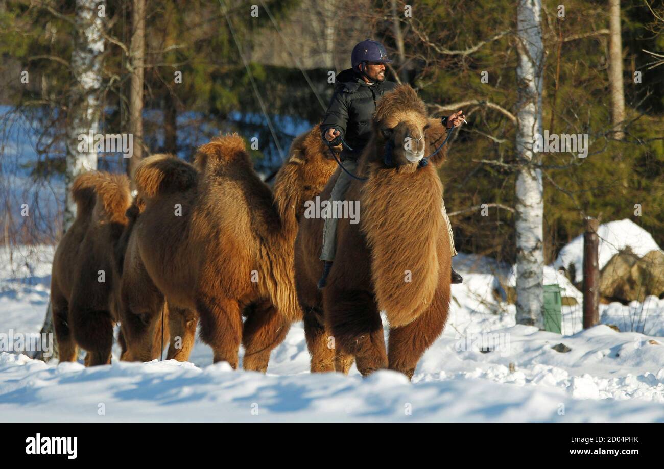 Somali camel herder Ali Abdullahi Hassan, 40, takes three Bactrian camels  for a ride through the snowy countryside near the rural town of Gyttorp  March 3, 2011. Hassan emigrated to Sweden in