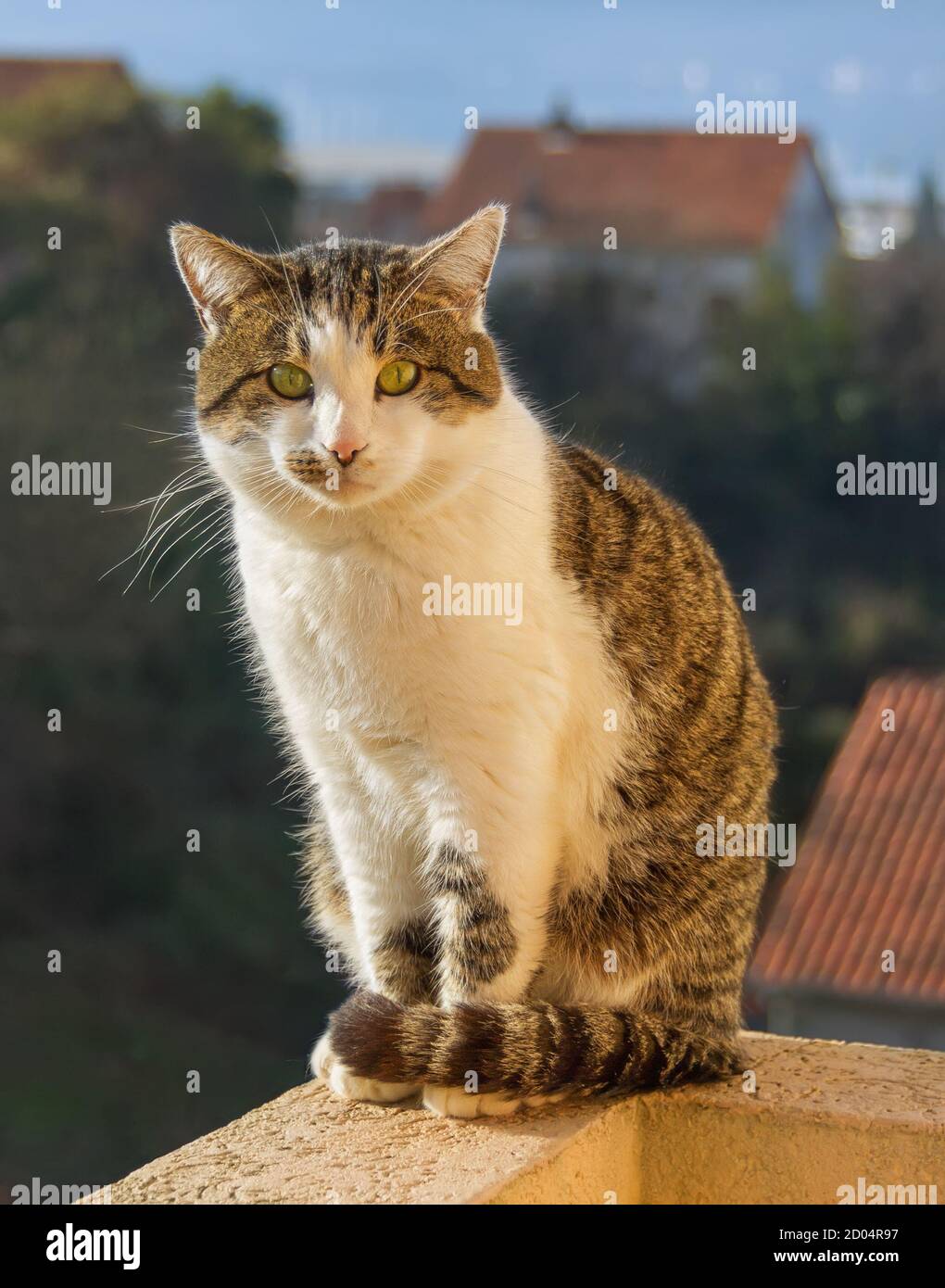 Cat sitting on balcony rail Stock Photo - Alamy