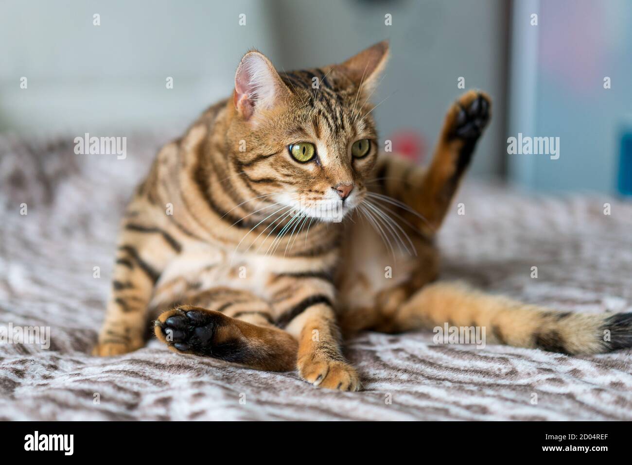 Closeup of a funny Bengal cat on the bed with a blurry background Stock ...