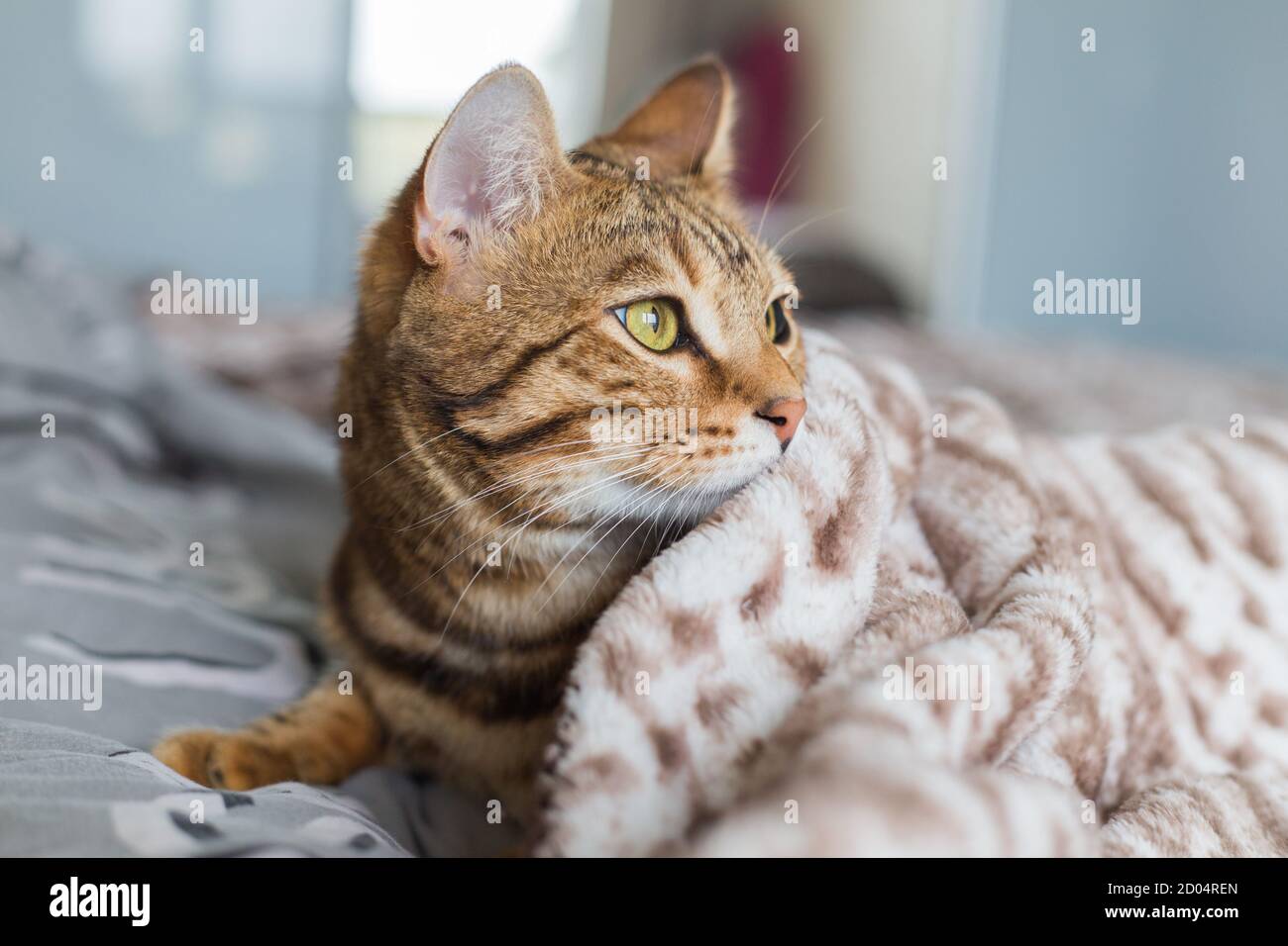 Closeup of an adorable Bengal cat lying in a bed covered with a blanket ...