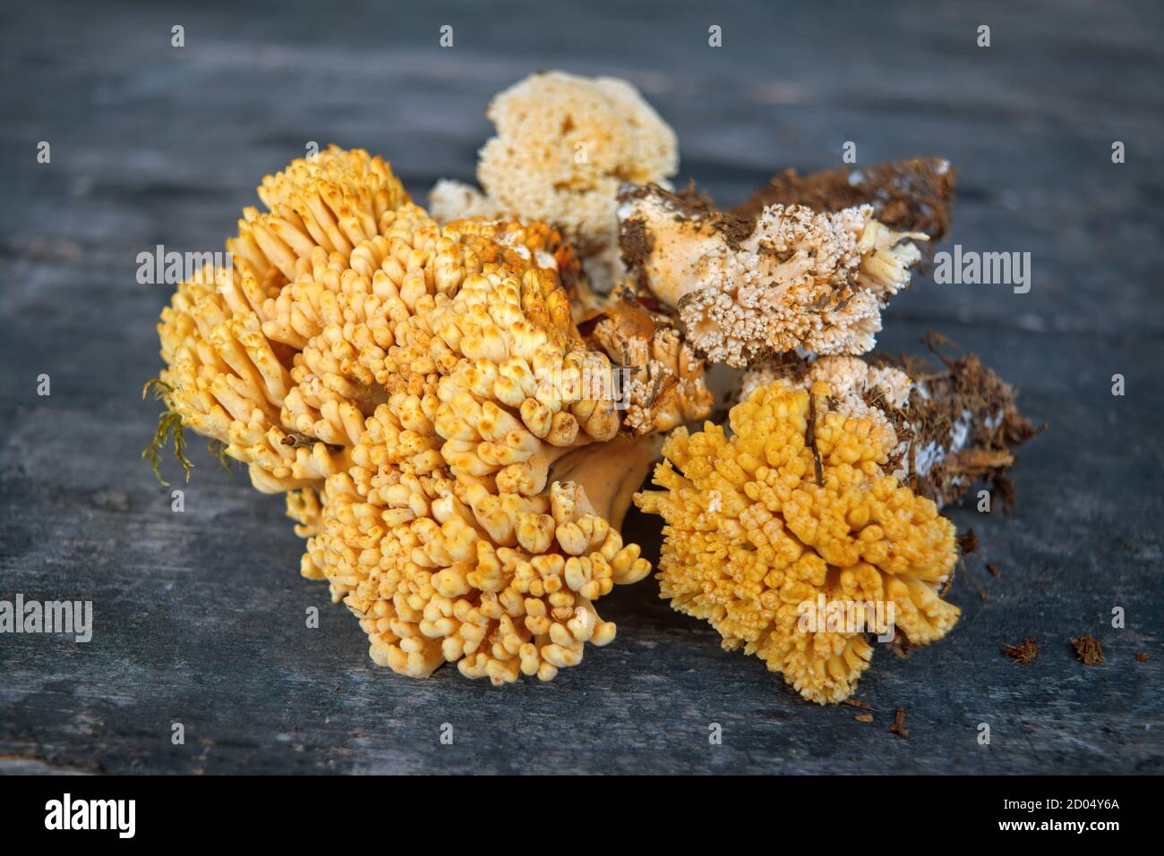Edible mushroom Ramaria flava on the background of an old wooden table close-up. Stock Photo