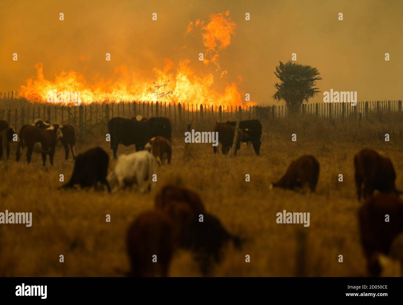 Cattle stand near fires burning in the Chaco region, in Estancia Cuatro Ciervos, Paraguay October 1, 2020. Picture taken October 1, 2020.  REUTERS/Jorge Adorno Stock Photo