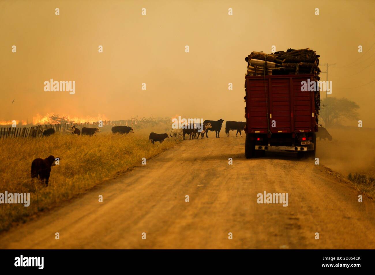 Cattle cross a road near burning grasslands in the Chaco region, in Estancia Cuatro Ciervos, Paraguay October 1, 2020.   Picture taken October 1, 2020.  REUTERS/Jorge Adorno Stock Photo