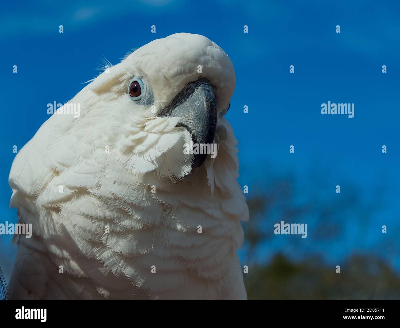 Whtie cockatoo portrait outdoors with a blue sky. Stock Photo