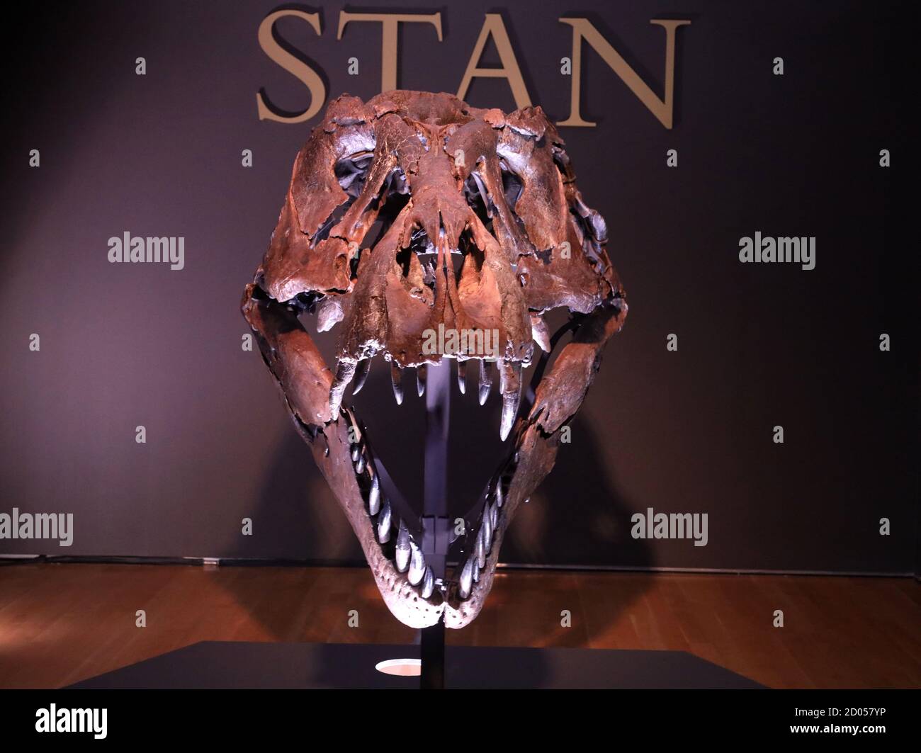 New York, New York, USA. 2nd Oct, 2020. A view of the original head of 'Stan the T.Rex' King of the Dinosaurs which is too heavy to be mounted, seen at at Christie's auction house. The most complete Tyrannosaurus Rex Skeleton on Earth will be auctioned on October 6 and is expected to go for $6-8 million dollars. The enormous scale of STANÃs skeleton Ã 13 feet high and 40 feet long with the tail outstretched Ã demonstrates the behemoth size of the Tyrannosaurus rex. With 188 original bones, STAN is one of the largest and most complete specimens known to exist. The first bones from the s Stock Photo