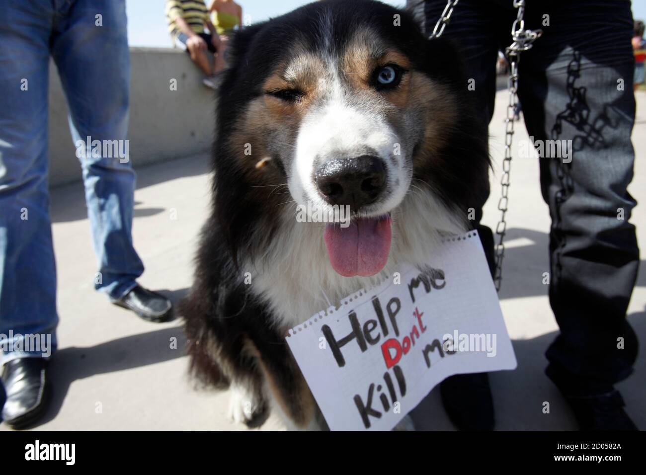 An animal rights activist, accompanied with his dog, takes part in a protest against animal cruelty An animal rights activist, accompanied with his dog, takes part in a protest against animal cruelty